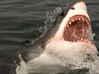 فوت دختر نوجوان با حمله کوسه به ساحل