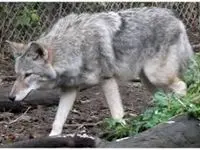 حمله گرگ به یک دانشجو در دانشگاه زنجان/ ویدئو